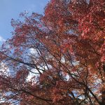 紅葉