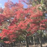 南禅寺の紅葉