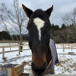 午年🐎