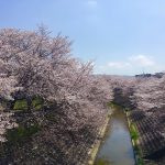 桜の季節