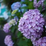 京都散歩のすすめ