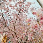 新年度🌸