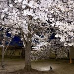 夜桜