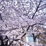 お花見🌸