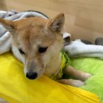 犬カフェ