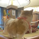猫カフェ🐈🐈‍⬛